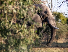 Elefante Savuti