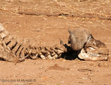 Esqueleto de búfalo en Kasane