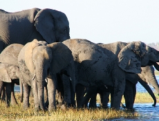 Familia de elefantes Kasane