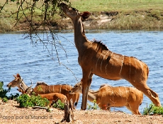 Kudu comiendo Kasane
