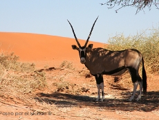 Orix en desierto Namib