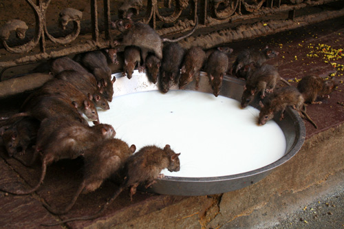 India. Karni Mata, el templo en el que se venera a las ratas
